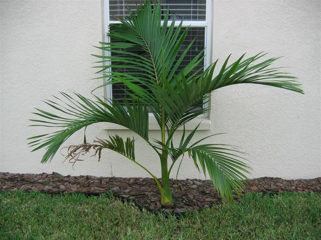 My zone 9B garden DISCUSSING PALM TREES WORLDWIDE PalmTalk